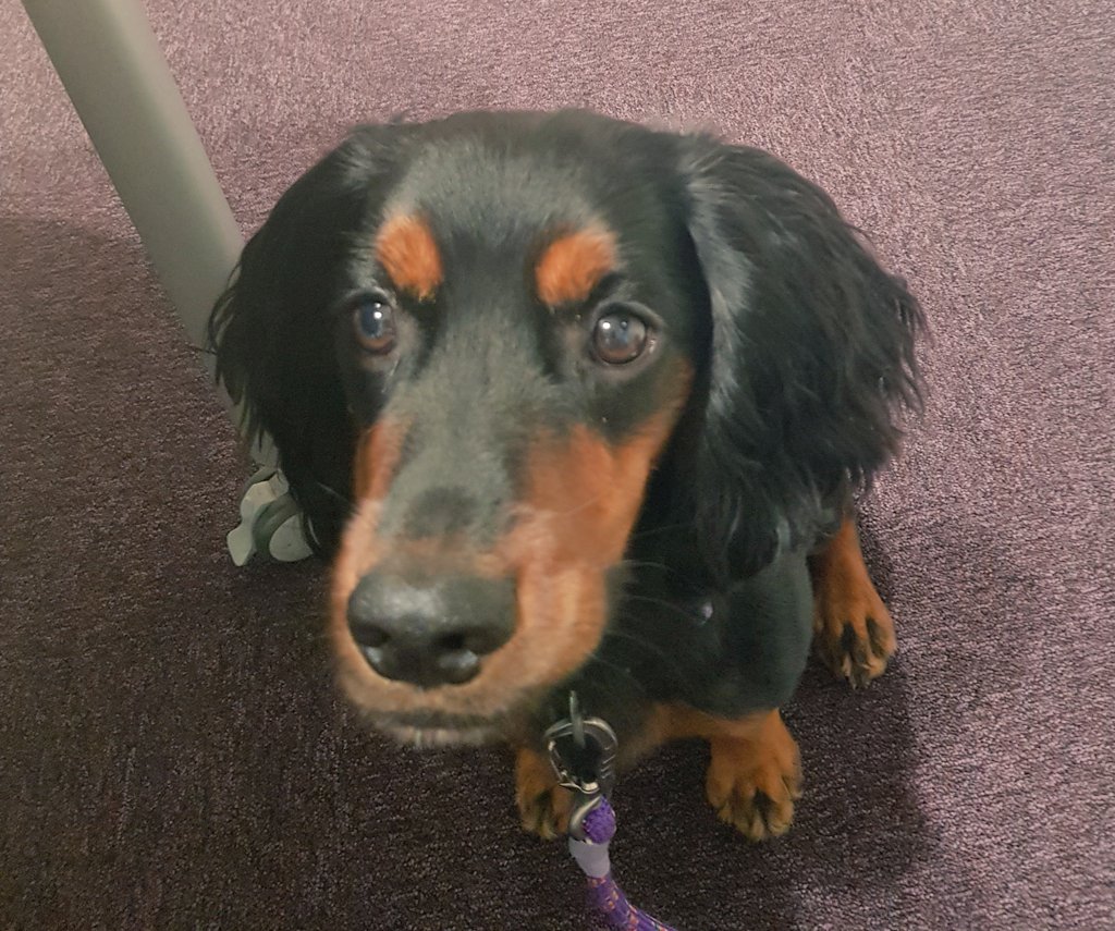 DogGhyll's tweet photo. Met the lovely staff up at Maglona house this afternoon. Lots of attentions to be had, so had to re-charge under my human's desk afterwards.......🐾🐾 @NCICNHS @BeWellNHS https://t.co/WZ1yK6GxZu