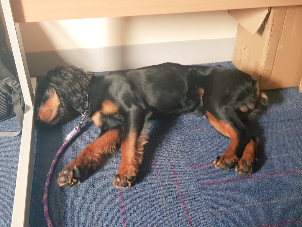 Met the lovely staff up at Maglona house this afternoon. Lots of attentions to be had, so had to re-charge under my human's desk afterwards.......🐾🐾 <a href="/NCICNHS/">North Cumbria Integrated Care NHS Foundation Trust</a> <a href="/BeWellNHS/">NCIC Staff Health & Wellbeing 💙</a>