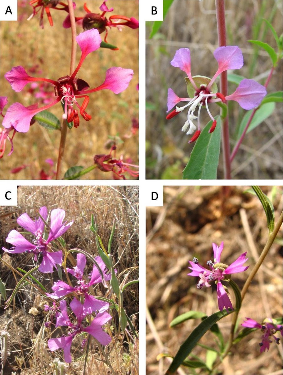 Botanical_'s tweet photo. *From the upcoming #AJB Special Issue on Quantitative Fitness‐Related Traits*

Physiological divergence &amp; phenotypic selection in #Clarkia sister taxa
By Susan Mazer, @djhunterphd, @AlisaHove &amp; Leah Dudley

https://t.co/0ZfMNXDDNj #botany @wileyplantsci @WileyEcolEvol https://t.co/Qx2DKuFOse