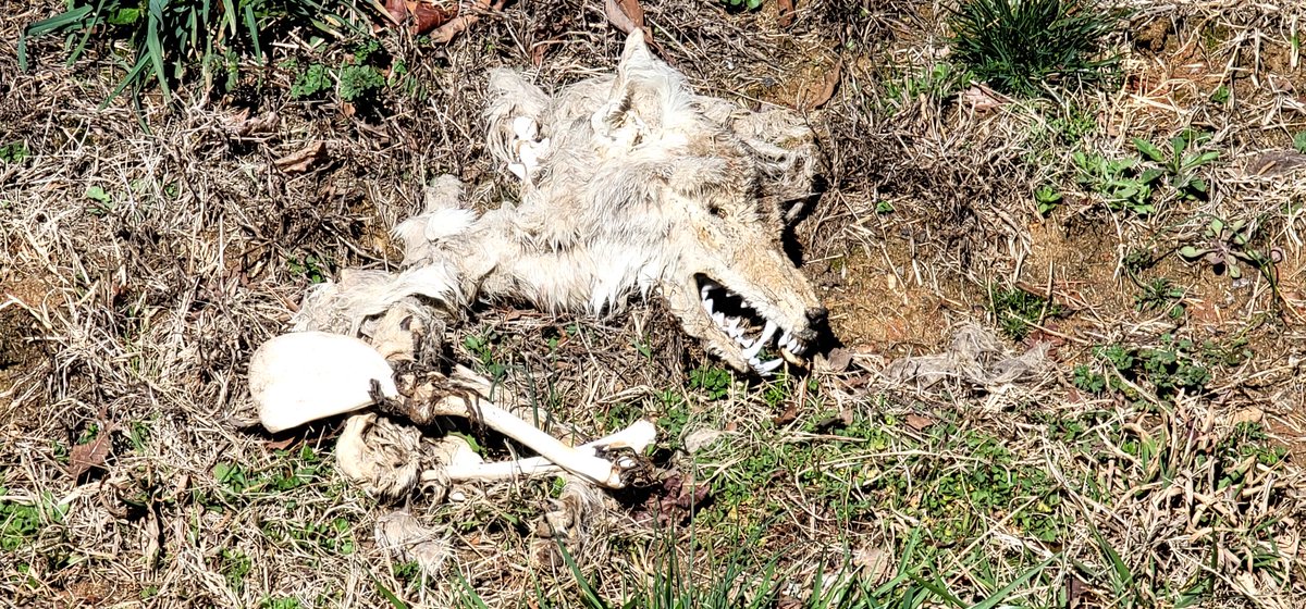 macabrepedia's tweet photo. Formerly a coyote? These were found along side a graveyard we were wondering through in Kings Mountain/Clover area #graveyards and #cemeteries https://t.co/XzVRwgxidN