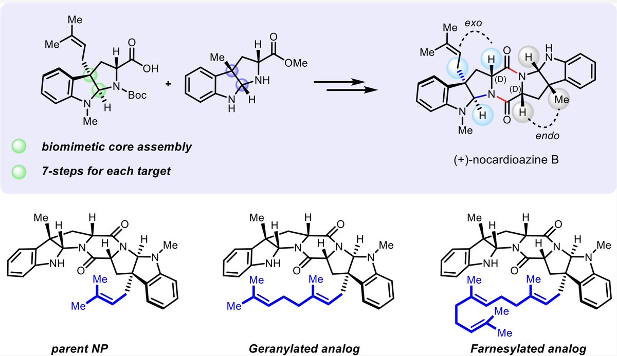 TotalSynthesis's tweet photo. Biomimetic #TotalSynthesis of (+)-Nocardioazine B and Analogs by Tushar M. Khopade, @KalyaniAjayan, Dona Mariya Vincent, Amy L. Lane, and Rajesh Viswanathan in @JOC_OL https://t.co/gxRePgMuSP https://t.co/GyzhZKMmpn