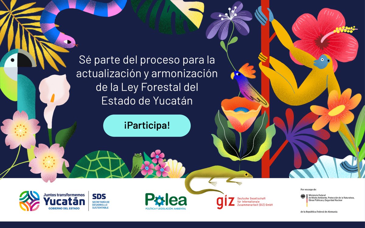 PoleaAC's tweet photo. 🔵 @SDSYucatan, @GIZMexico y @PoleaAC invitan a participar en el proceso para recabar información que permita generar una propuesta de armonización y actualización de la “#LeyForestal del Estado de Yucatán” 🌳 

👉 *ENCUESTA*: https://t.co/Adt2elGusI https://t.co/SmHfTtpYD2