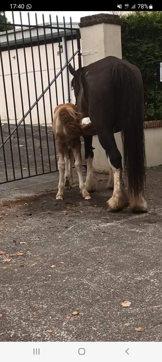 #Kenmare Horse Fair today on the streets like #Banagher #HorseFair 

Thanks T O Brien regular contributor to this page

facebook.com/banagherhorsef…

<a href="/thephotohour/">#ThePhotoHour</a>