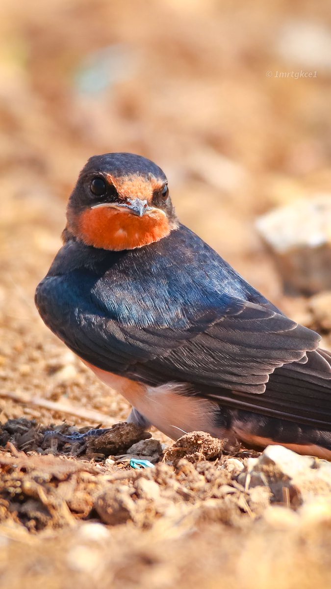 1mrtgkce1's tweet photo. #kırkırlangıcı
#kırlangıç
#barnswallow
#hirundorustica
@turkiyeyabanhayati
#birdsofinstagram
#birdsofinstagram
#bestbirdshots
#birdsofturkey
.
.
.
#canoneos200d
#canon200d
#sigma120400
#sigma120400mm
#sigma120400dgapooshsm
#sigma120400apodgoshsm
#sigma120400apodghsm https://t.co/A28eVQHGUZ