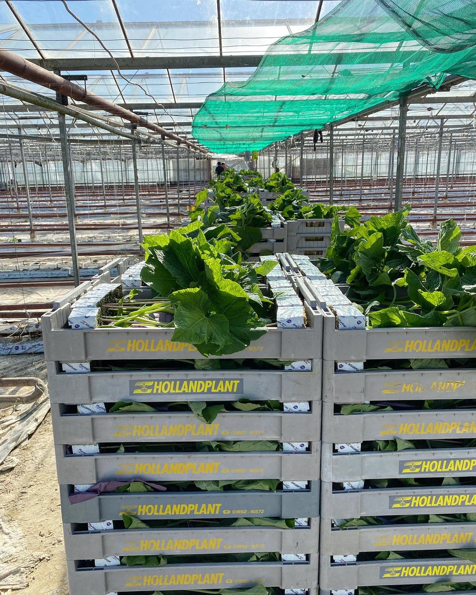 Welgro Produce tweet media