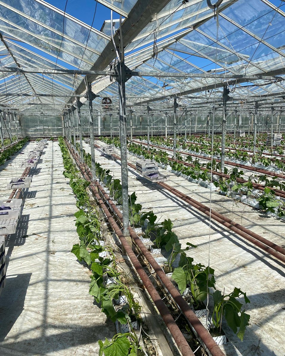 Welgro Produce tweet media