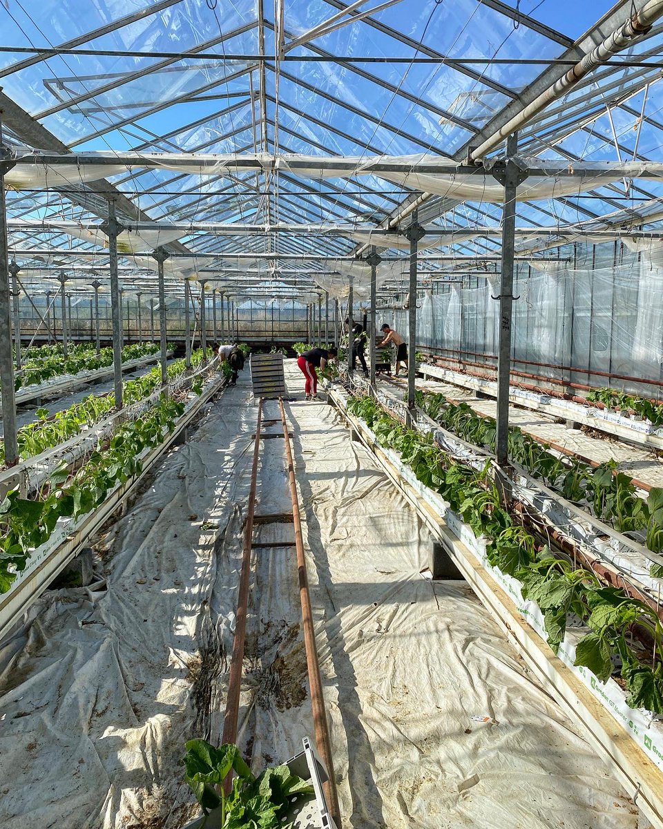 Welgro Produce tweet media