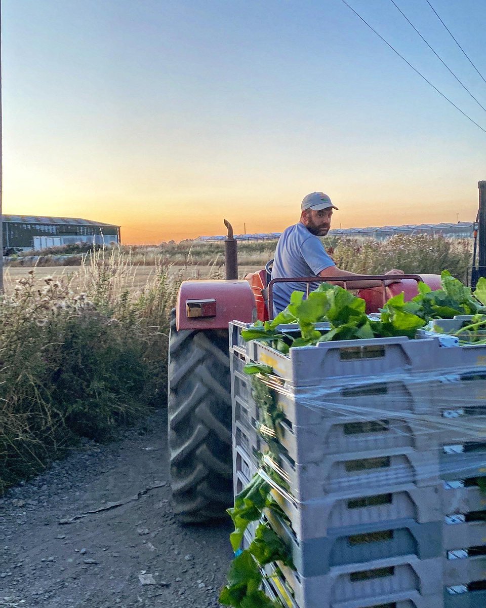 Welgro Produce tweet media