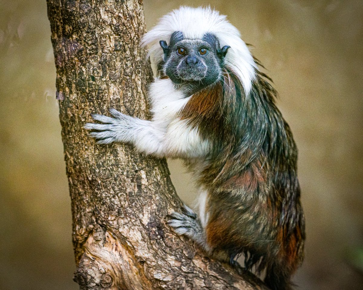 SantaBarbaraZoo's tweet photo. August 15th is International Day of the Cotton-Top Tamarin! 

These critically endangered monkeys are native to Colombia and boast one of the best hairstyles in the natural world! 

Happy #DayOfTheCottonTopTamarin! https://t.co/Hk2Guk8t7k