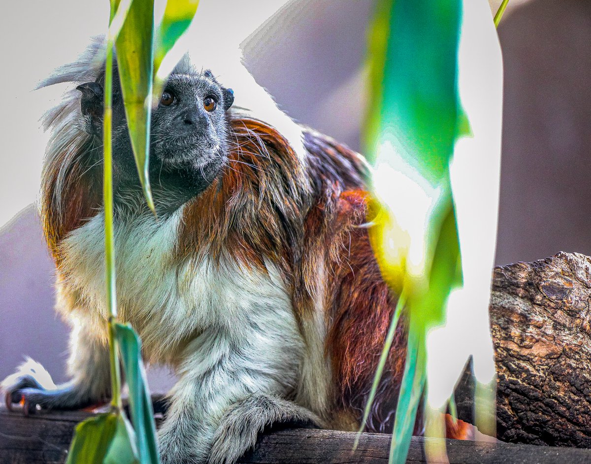 SantaBarbaraZoo's tweet photo. August 15th is International Day of the Cotton-Top Tamarin! 

These critically endangered monkeys are native to Colombia and boast one of the best hairstyles in the natural world! 

Happy #DayOfTheCottonTopTamarin! https://t.co/Hk2Guk8t7k