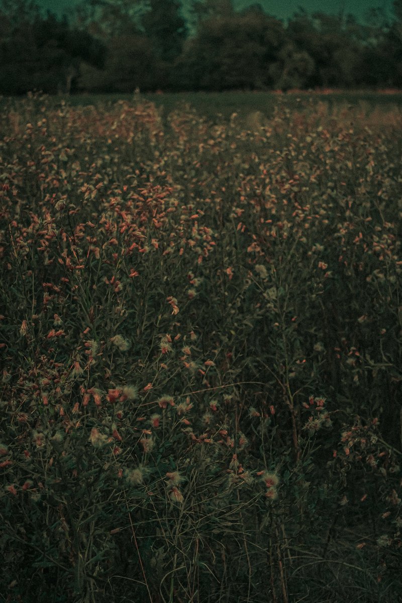 Twitter sieht es zuerst
#photographer #nftphotography #nftart #streetphotography