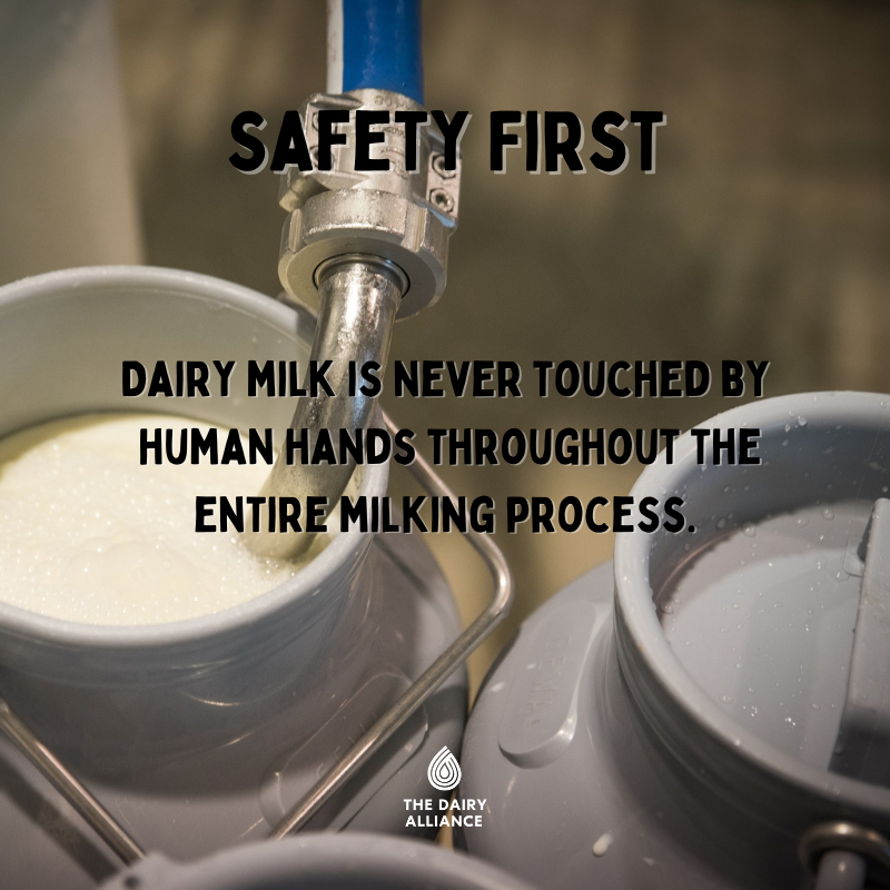 dairy_alliance's tweet photo. Milk is never touched by human hands. Through new technology, milking machines make the milking process more comfortable and more sanitary for the cows. #MythbustingMonday #milkfact #fromfarmtotable #dairygood #dairymilk #fluidmilk #realmilk https://t.co/Zi0cOfb7jf