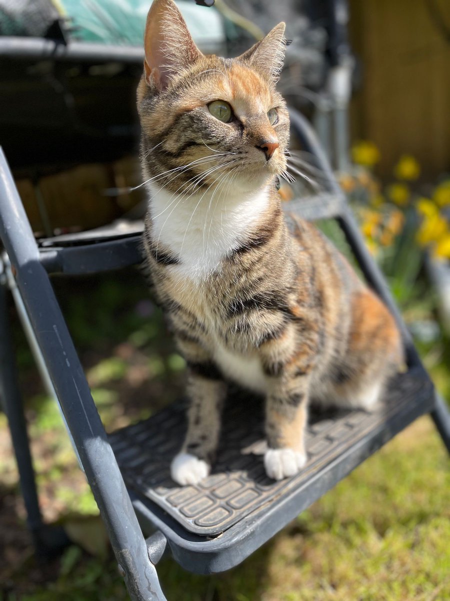 Twitter, can we do something amazing here? Our friends’ cat, Cuddles, has been missing in #SaffronWalden since Sat am. Very uncharacteristic. She’s not wearing a collar and could be sheltering from the heat in a garden/shed etc. 
PLEASE HELP &amp; RT! 🙏<a href="/MissingPetsGB/">Missing Pets GB</a> <a href="/AnimalSearchUK/">Animal Search UK</a>