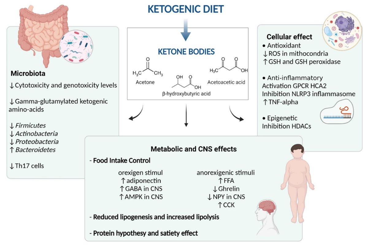 IberianCitizen's tweet photo. Trastornos Metabólicos en Obesidad Pediátrica: Papel de la Dieta Cetogénica como Herramienta Terapéutica
👉Mecanismos de acción de la dieta cetogénica
#cetosis
https://t.co/rzecNXwgHF https://t.co/enr6a7FOn4