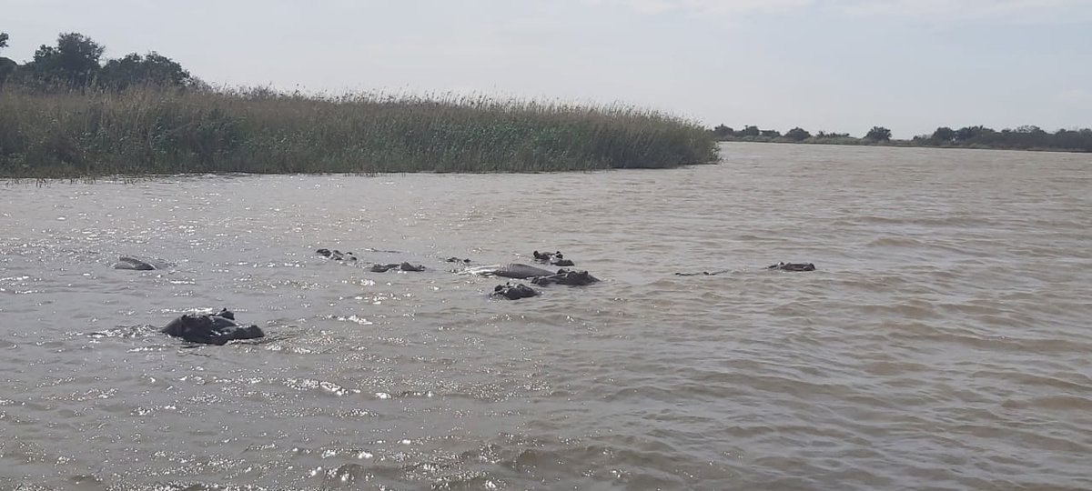 Neeresh01's tweet image. Proudly south african...St Lucia
Northern kzn rocks😎