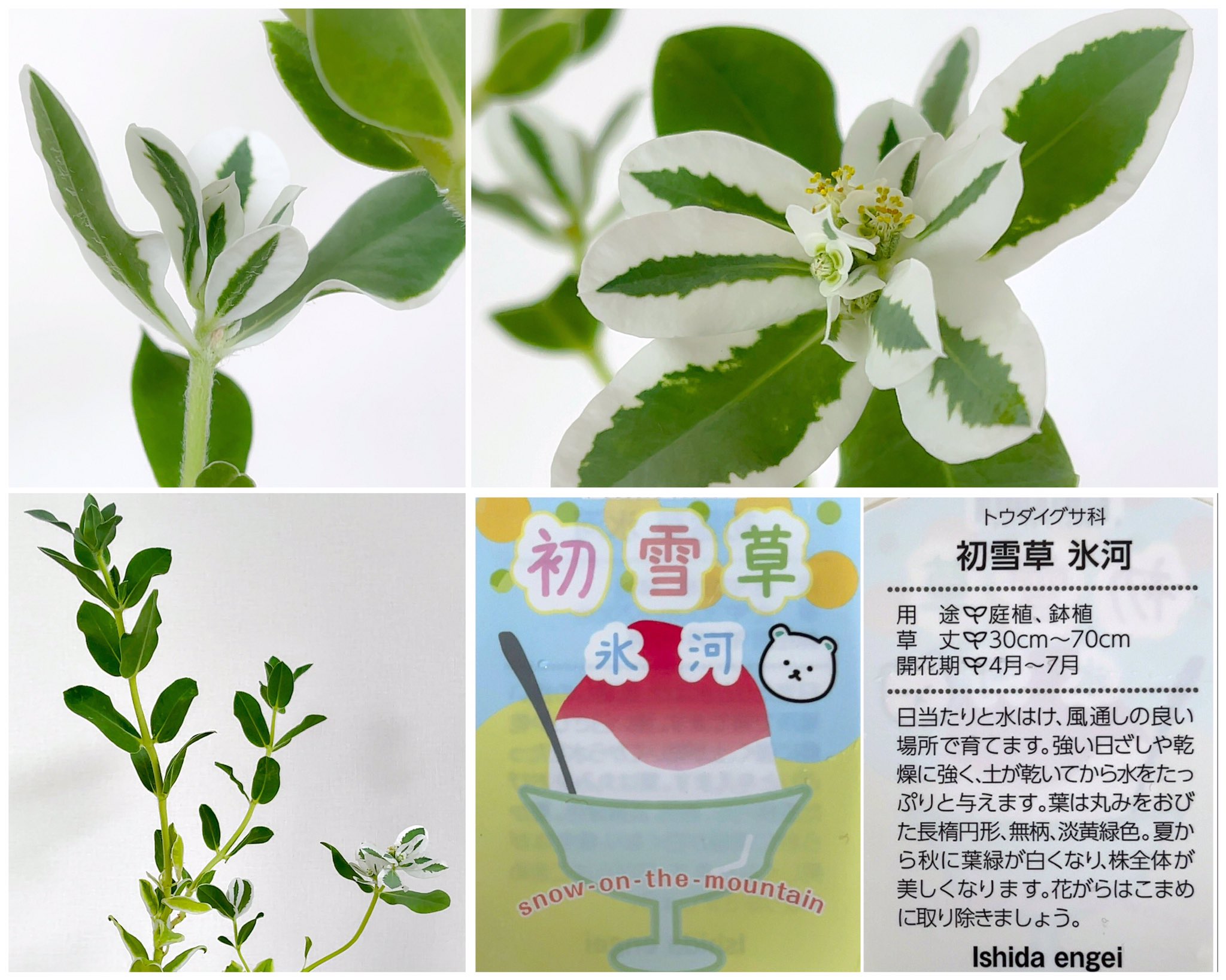 ちぇりこ 初雪草 氷河 ユーフォルビア 4 7月 以前から値引きコーナーで売れ残っていて気になっていた ハツユキソウ 寒さに弱い一年草のようですが斑入りの葉っぱが涼しげで惹かれちゃいました ラベルのイラストがかわいい