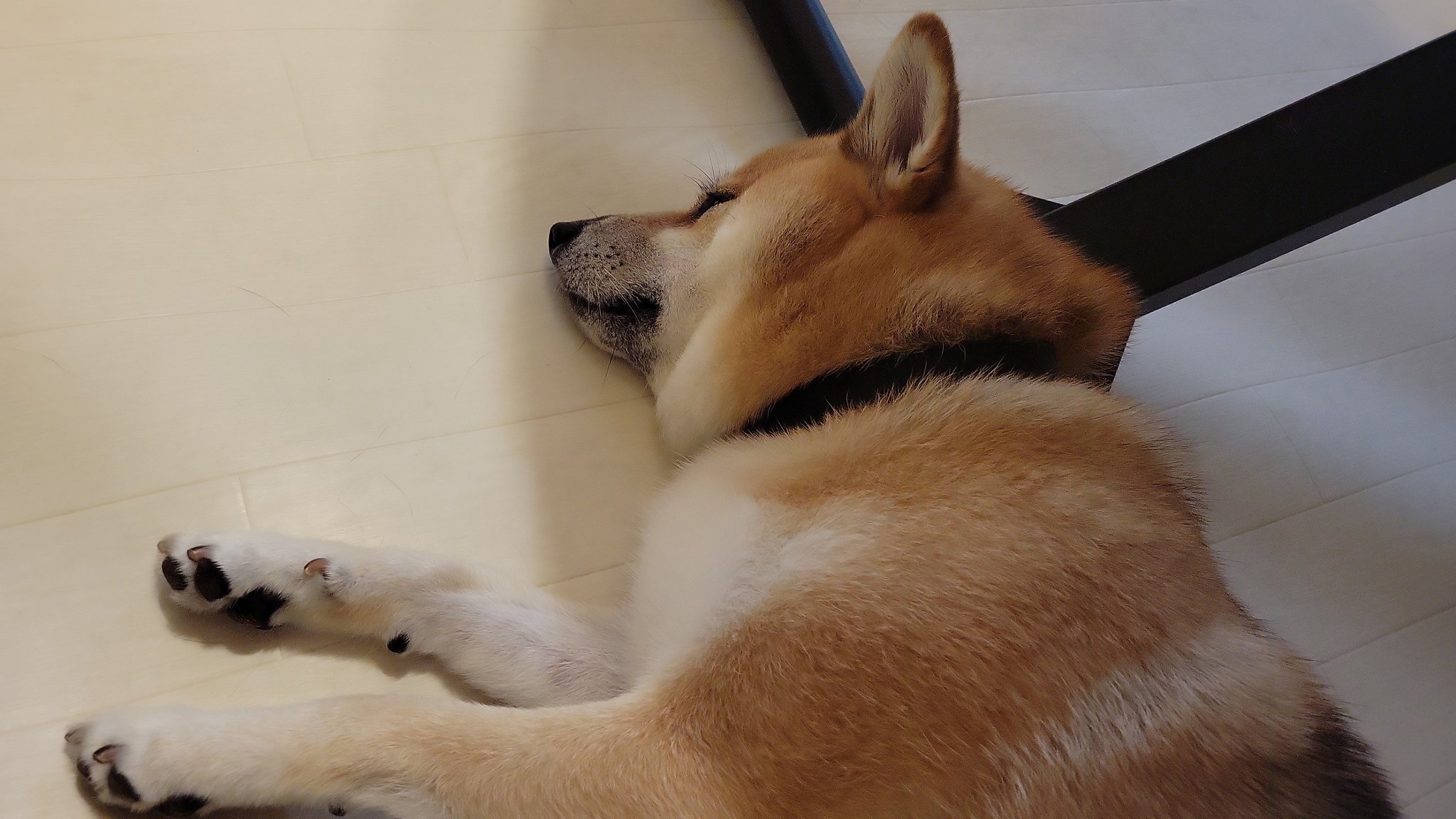 تويتر 豆柴だったマサル 柴犬三太 على تويتر 寝ちゃった マサル 可愛い 柴犬可愛い 柴犬マサル 柴犬可愛い T Co Llllyds7ac