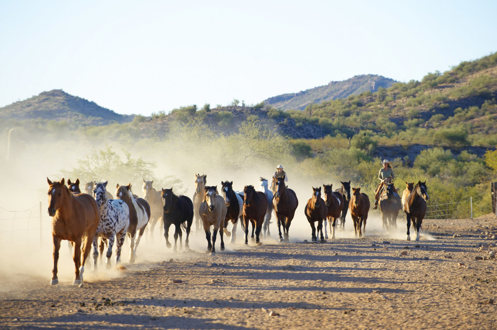 Enter to win the Ultimate Family Reunion at the Ranch <a href="/RanchodelosCab/">Rancho de los Caballeros</a> Ranch and Golf Club, valued at nearly $70K to celebrate the ranch's 75th anniversary season! #SunC75 #DudeRanch #Arizona #Horses #Cowboys prn.to/3pe4Pb9