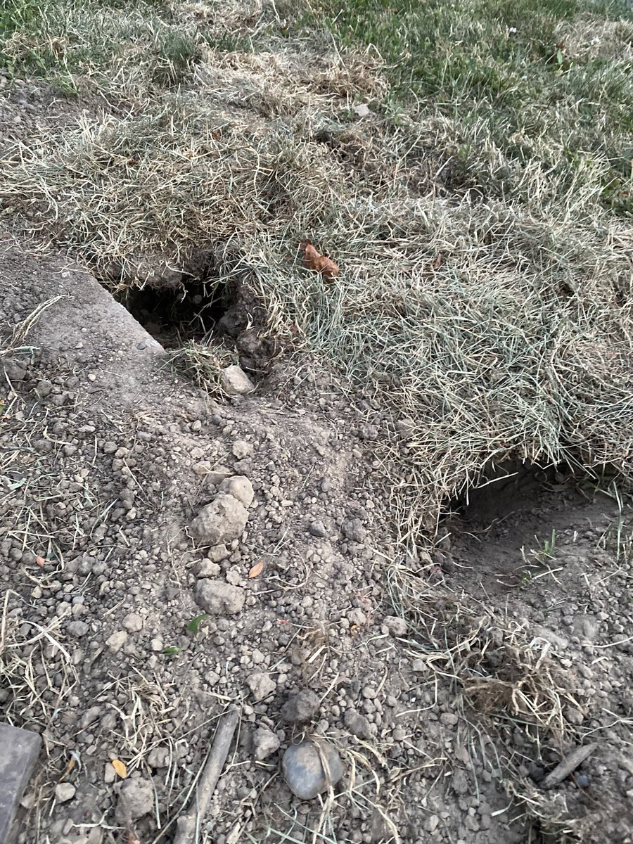 leighgalegood's tweet photo. @Bell_Support We just can win here. Someone was here last Friday and removed the wire but left us these holes. https://t.co/7HRmwT99lh