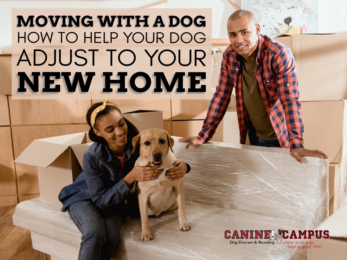 CanineCampusCO's tweet image. Today’s blog post discusses 9 ways to make moving safe and easy for your furry family member. 🐕😀❤  #MovingWithDogs #KeepYourDogSafe #KeepYourDogHappy  #KeepYourDogHealthy #WeLoveDogs #HealthyDogs #HappyDogs #DogBoarding #DogDaycare #ColoradoSprings caninecampus.us/moving-with-a-…