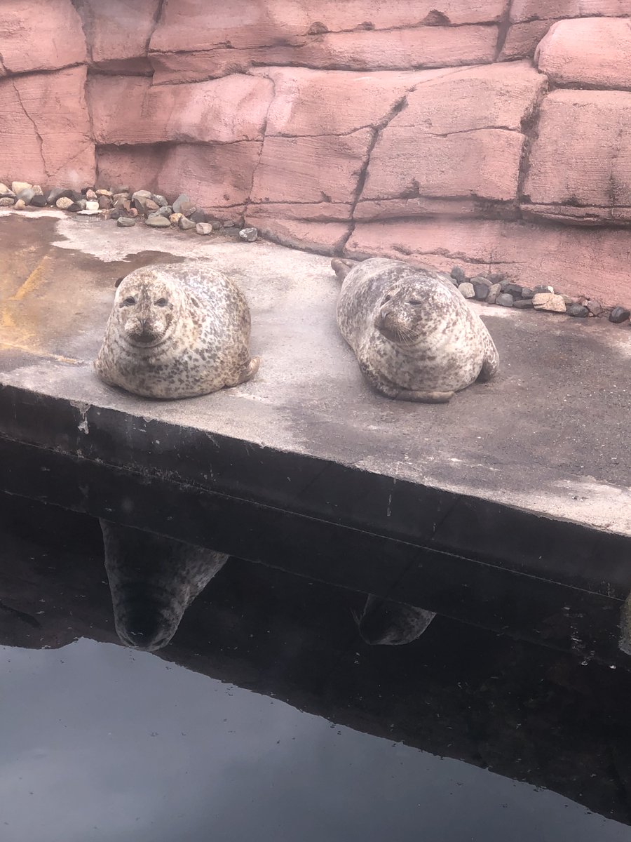 HuntsmanMarine's tweet photo. With heavy hearts, we must announce that Loki peacefully passed away earlier today, in the presence of his caretakers, veterinarians, and son Snorkel, at the advanced age of 29, considerably older than the anticipated 15-25 years in the wild. (1/4) https://t.co/dNClq41WrR