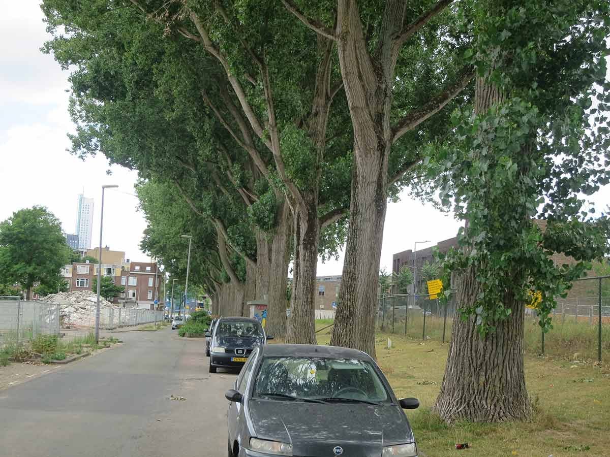 BomenAchterhoek's tweet photo. Kap 50 gezonde beeldbepalende bomen Hilledijk Rotterdam  https://t.co/QPBvqn9NYC https://t.co/4dqv6B2sFJ