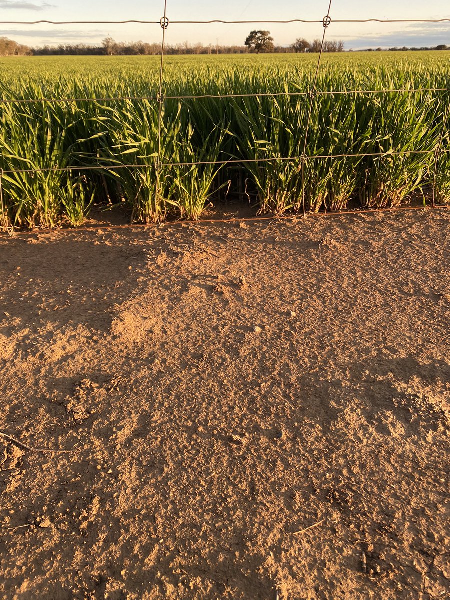 krisso888's tweet photo. Uragan doing its thing 👌 clean fence lines for a long time https://t.co/dVS6WDDxV3