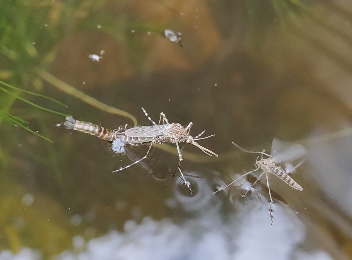 MozzieMonitors's tweet photo. Great photo on World Mosquito Day showing a mosquito on the left and non-biting midge on the right, form our new @inaturalkits project #MozzieMonitors UK & Ireland
https://t.co/9lxaOAfYGR
#Malaria #publichealth #mosquitoes @the_frogs_pond @Mozziebites @flygirlNHM https://t.co/6kPaHpHiVh