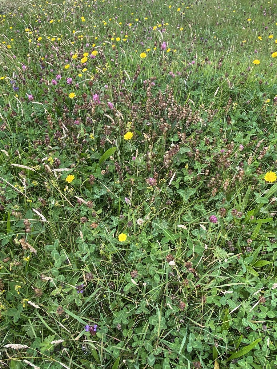 MargaretTallott's tweet photo. Great patches of yellow rattle seed around Cross Lake home of ⁦@errisparkrun⁩ https://t.co/Ury8PEl1WX