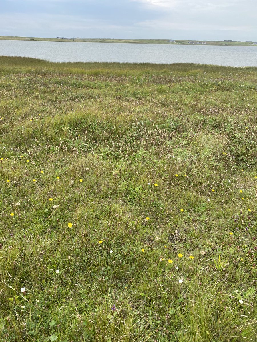 MargaretTallott's tweet photo. Great patches of yellow rattle seed around Cross Lake home of ⁦@errisparkrun⁩ https://t.co/Ury8PEl1WX