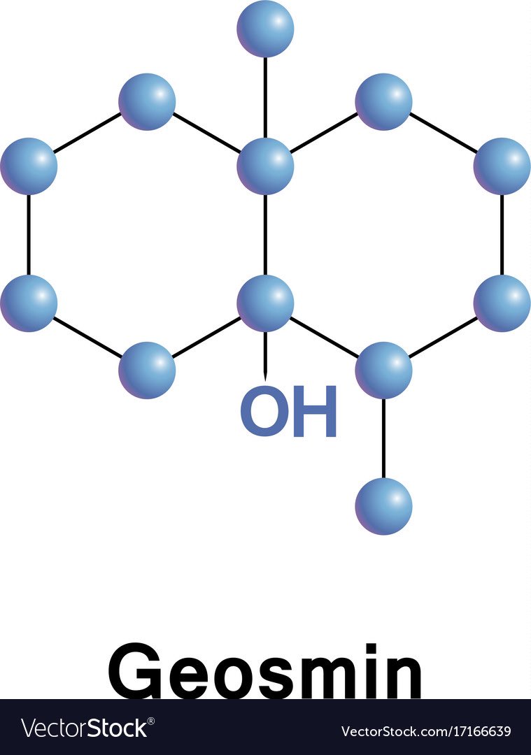 RAIN &amp; that gorgeous earthy petrichor scent. Actinomycete soil bacteria &amp; the terpene geosmin make up the majority of petrichor &amp; it’s thought humans love this scent so much because our ancestors relied on rain for survival and it would signal increased chance of crop survival.