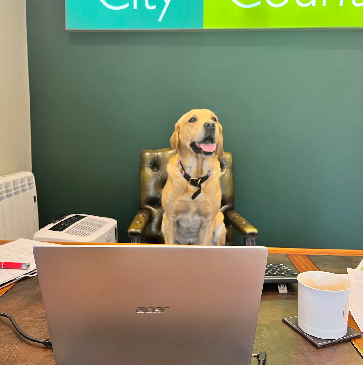 Blenkinandco's tweet photo. Who says you can’t teach an old dog new tricks?! Finch is manning the office today & doing a stirling job! 🐾🐶
.
.
.
#OfficeAssistant #Labrador #DogsOfInstagram #OfficeDog #OldDogNewTricks #Bootham #CityCountryCoast #TradingForThirtyYears https://t.co/R6I36nmXV0