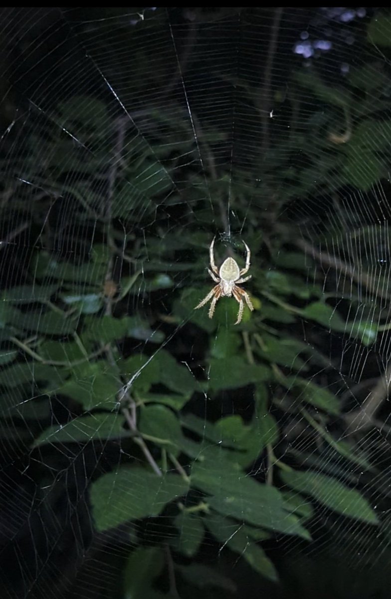 mikeb26and352's tweet photo. Happy, er, Green Day!?
๐งAre my fellow AM runners #Visible today? ๐๐ง
My 8.6 mile run had it all:
๐ Majestic sunrise
โฐ๏ธ764 ft vert
๐ท๏ธBig spider!๐จ
๐ก Still unpacked Carnival trucks!
๐ง American Idiot by @GreenDay
Have a great Monday! #GoRun
#OnMyRun #RunningPunks #RunChat https://t.co/JvBOYsnCha