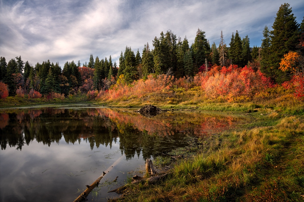 DaveKochPhoto's tweet photo. #fallcolors #aspens #AspenTrees #autumncolors #fallvibes #autumn #fall #Utah #DaveKochPhoto #beUtahful #wowutah #werutah #utahunique #landscapePhotography #hikeutah #exploreutah #utahisrad #bestoutdoorphotos #pictureline #utahtravels #igsouthwest #igutah https://t.co/U8nt7pbUmK