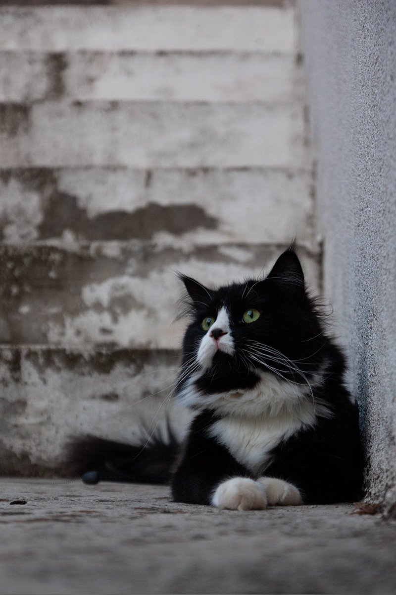 SlavenPP's tweet photo. Frankie #cat https://t.co/tMiHzwLcYe