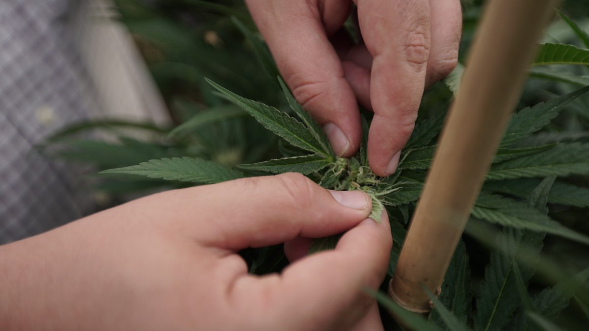 Congressman Files Bill To Prevent Marijuana Impairment For Government Workers bit.ly/3R0xPiz