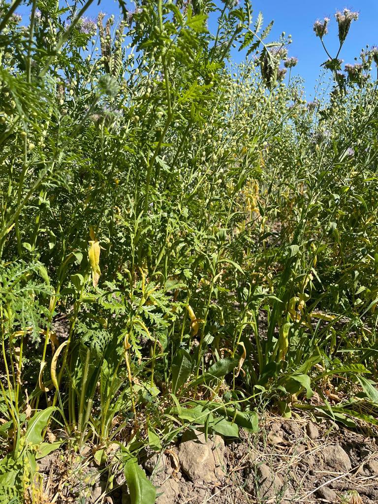 We wouldn’t normally drill just two rows of Royal MK6, but we’re really pleased with how it’s looking on our trial site. 🌱💪🌱

It will work well as a screen/hedge next year and it’s absolutely full of insects! 🐝🦋🕷🐞 

#insects #farminguk #MondayMotivation