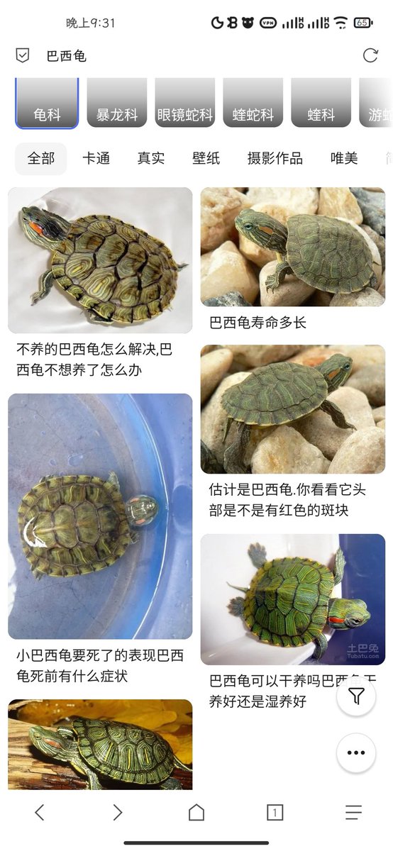 谢邀，认识一星期，辱骂无数次巴西龟，刚刚得知你是花龟。
我在这里给所有巴西龟道个歉。 https://t.co/IciYGQO2Br
