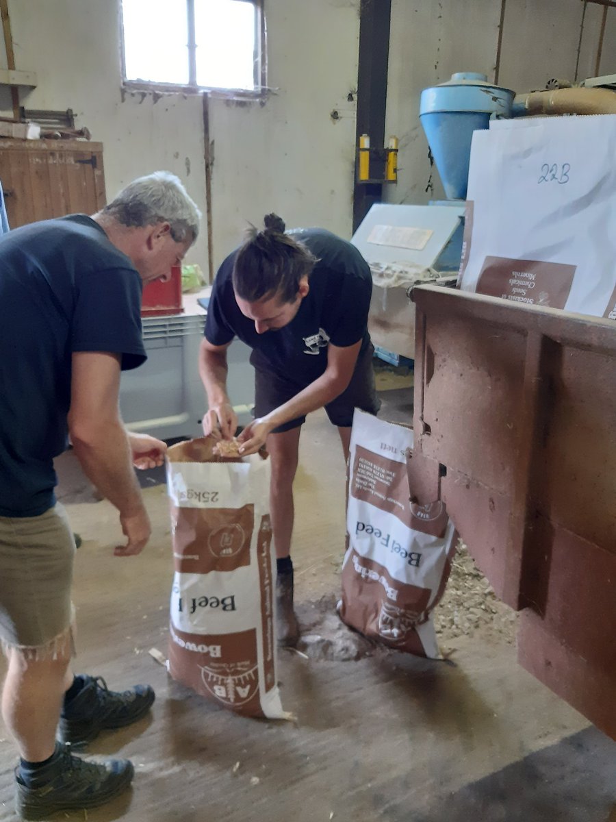 Happy day- picking up 20kg Red Chaffed Yeoman from Fred Price Gothelney Farm. Bulked up from small sample over 3 years to grow on in Wiltshire: hope is a variety to work for both #thatching and #bread <a href="/UKGrainlab/">Grain Lab</a>