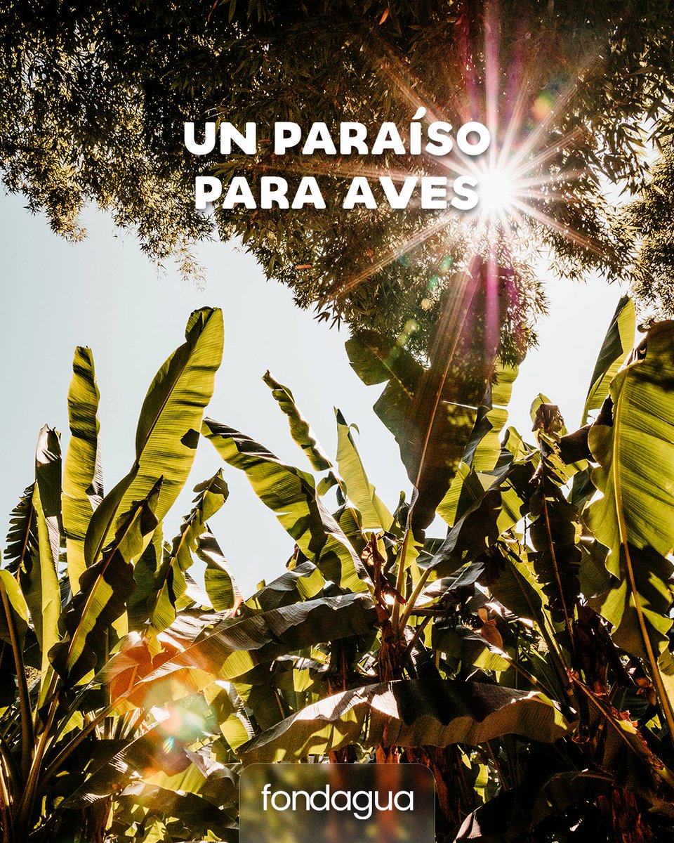 FondaguaEc's tweet photo. Identificamos un total de 490 individuos de 83 especies en el 2021 y 821 individuos de 88 especies en el 2022.

#fondagua #aves #biodiversidad #birds #nature #agroforestal #agroforestry #unocace https://t.co/qp5xqKOfm4