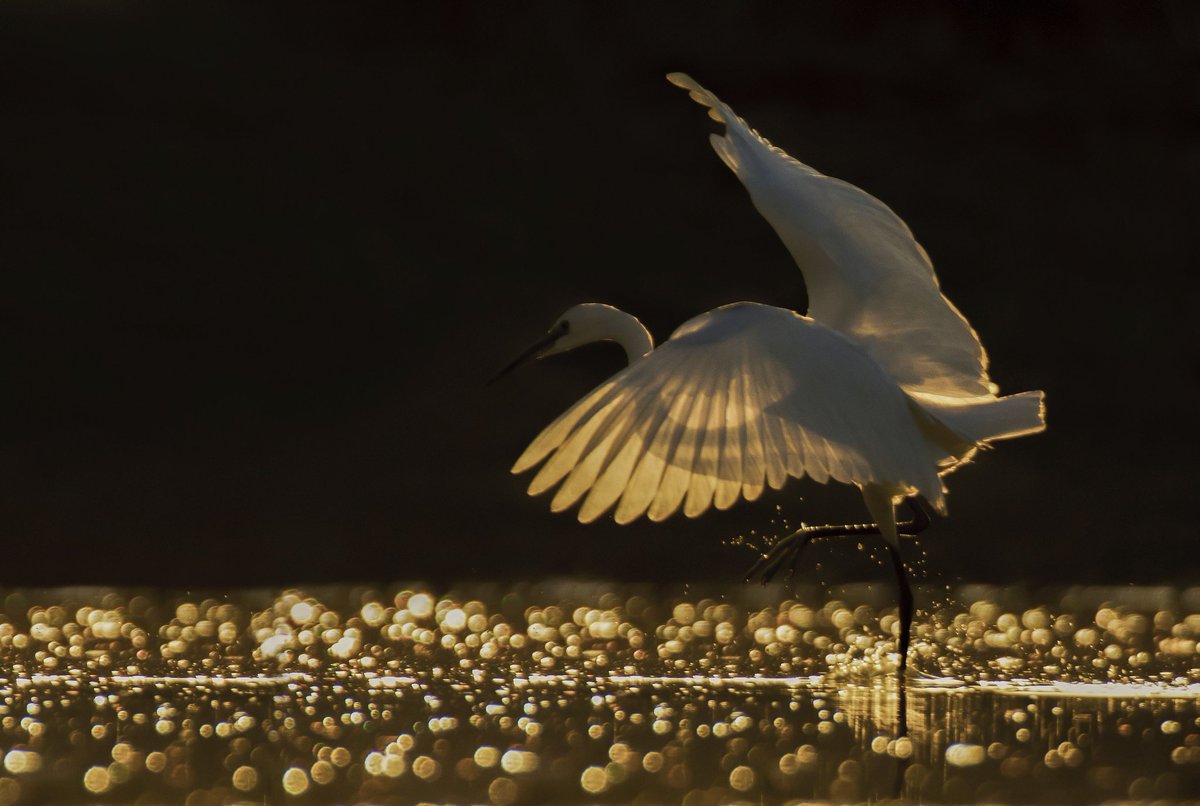 <a href="/trevorjonesart/">Trevor Jones 🎨</a> <a href="/SuperRare/">SuperRare</a> <a href="/NFTCulture/">NFT CULTURE</a> foundation.app/@mohammadjavad…
0.12 #eth
<a href="/AsgharBesharaty/">Asghar Besharati</a> <a href="/ali_taghvaei/">Ali Taghvaei</a> <a href="/Mehrdadfathi17/">Mehrdad fathi📷</a>