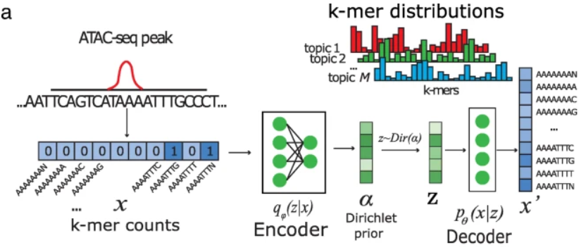 GenomeBiology's tweet photo. BindVAE from @meghanaksagar, Leslie &amp; co, a method based on Dirichlet variational autoencoders for decoding transcription factor motifs from open chromatin data. It can learn cooperative binding signals for pairs of transcription factors https://t.co/4Vz2xISPRE https://t.co/htQUYk2sPm