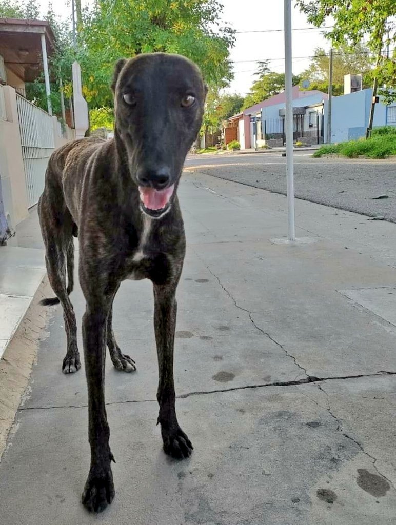En todo el país algunas pocas personas siguen rescatando galgos del abandono. Para hacerlos visibles y para que estos humanos puedan salvar más, necesitamos que vengan a BA en tránsito. Escribí, vas a cuidar una joya:  bit.ly/3H1blZf
Tai🖤🤍🤎y muchos más nos esperan🏠🐕