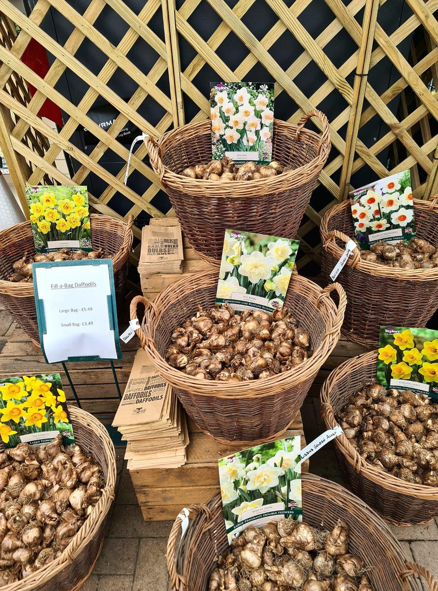 PerrywoodSud's tweet photo. Our #springfloweringbulbs are now in!
Planting for a spring surprise will give you a much needed colour boost in your garden after winter. Get growing and be rewarded with beautiful blooms next year. 
Read our 'How to' guide to start planting now https://t.co/1z5XgKnElE https://t.co/EQGqfJsjB1