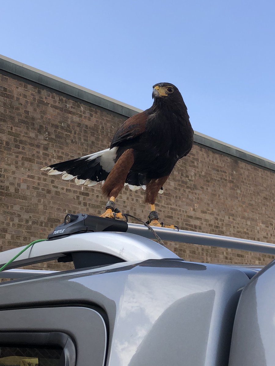 Having problems with pigeons, seagulls, Canada geese, rabbits, squirrels, moles, rats or mice in the Midlands area, then look no further please contact Steve at S &amp; D Pest Control Solutions for a site visit and quotation on; 07891792564.