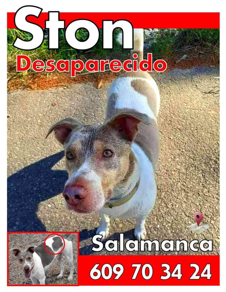 𝗔𝗧𝗘𝗡𝗖𝗜𝗢𝗡.... ⛔⛔⛔⛔⛔

Si sabes algo ó los has visto...
Ponte en contacto a los números de teléfono. 
#Salamanca
