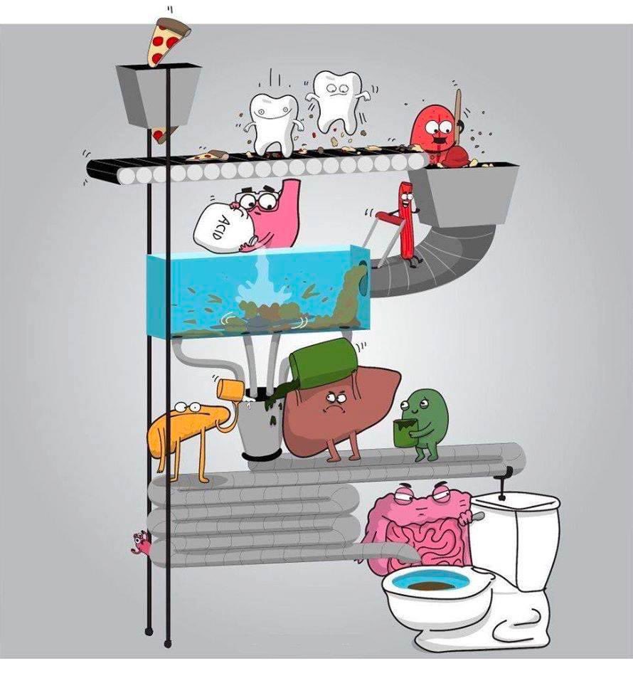 EnsedeCiencia's tweet photo. Representación muy gráfica del proceso digestivo en el humano 😬

Vía @theawkwardyeti https://t.co/iSRS3dBuno