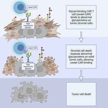 ICLE_lymphocyte's tweet photo. 📰Chimeric #antigen receptor (CAR) T cell therapy has created a paradigm shift in the treatment of #hematologic malignancies but has not been as effective toward #SolidTumors.
➡️ Read more: https://t.co/vvF52IRekQ
#lymphocyte #ICLE22 #LymphocyteEngineering #Tcell #TumorAntigen https://t.co/RqaFoO1k41
