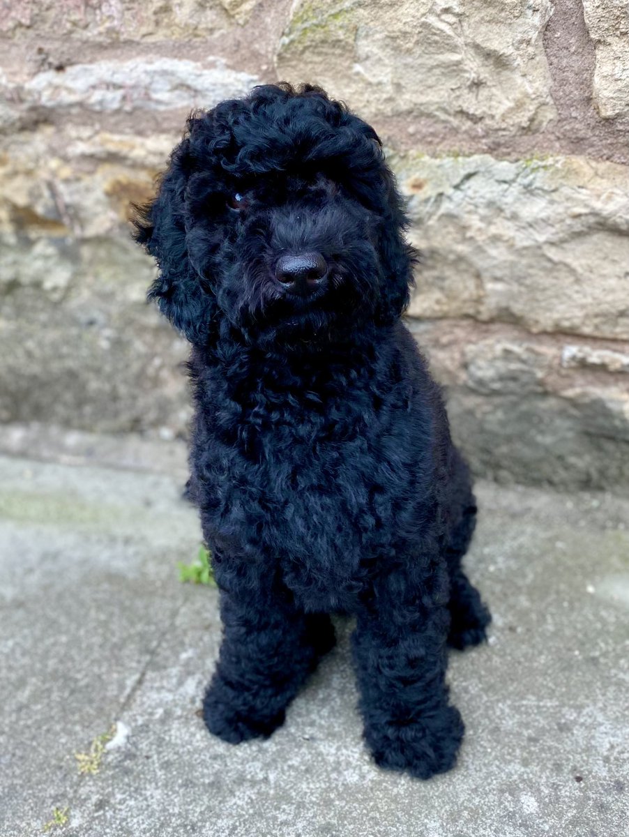 tartan_beastie's tweet photo. 16 weeks old, fluffy and looking forward to his first puppy grooming tomorrow! https://t.co/SUU3mjCcIH