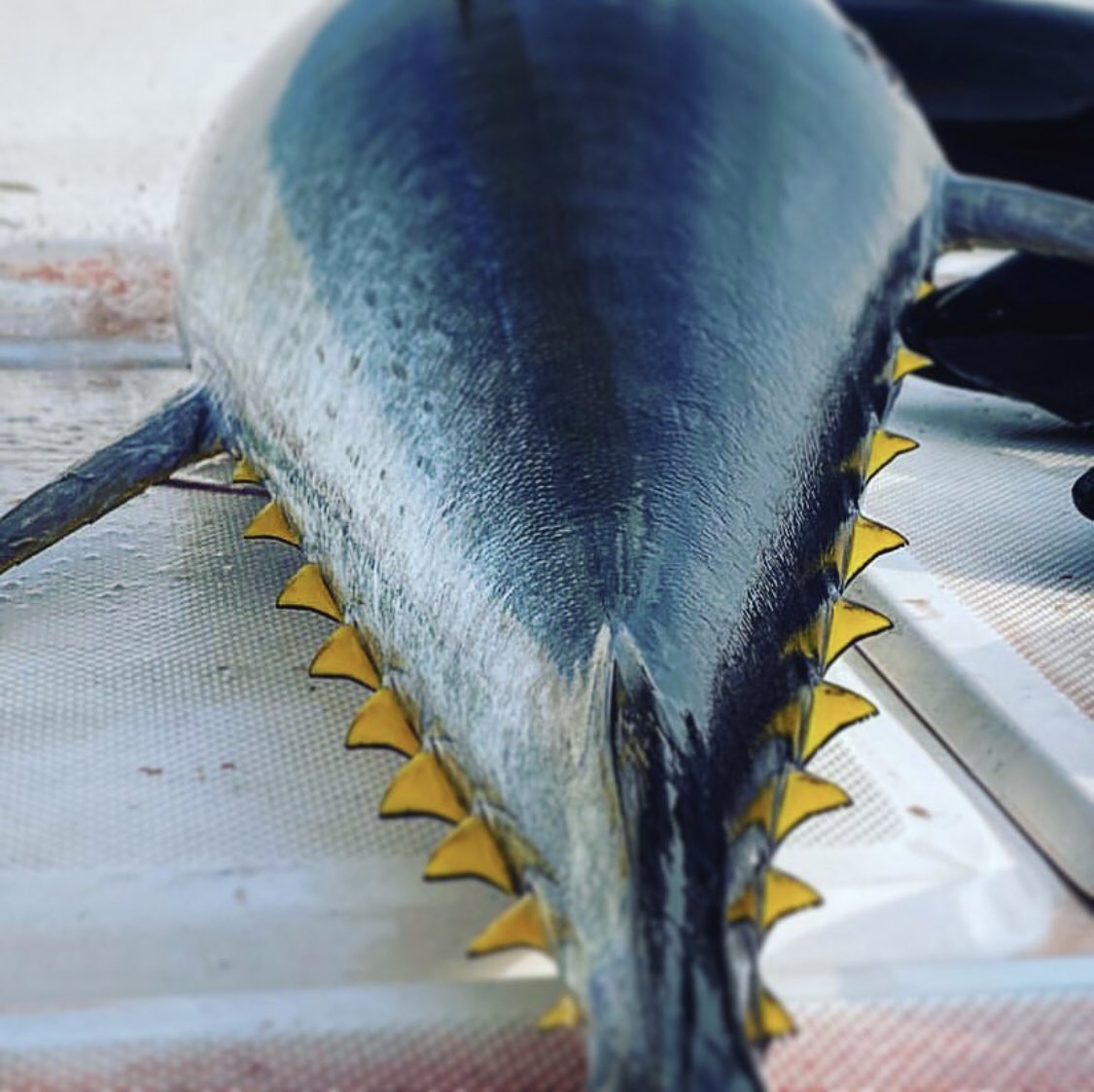 DubaifishingTrp's tweet photo. Dubai📍Fishing🎣Trip
𝗖𝗮𝗹𝗹 𝗻𝗼𝘄 &amp; 𝗴𝗲𝘁 𝘆𝗼𝘂𝗿 𝗼𝗳𝗳𝗲𝗿
☎️+971563729777
https://t.co/VrUpRjt5D1
dubai fishing trip-fishing trip in dubai-dubai fishing trips-trips in dubai for fishing-fish in dubai-fishing in dubai-fishing uae-deep sea fishing-fishing boats-fishing boat https://t.co/Cg30TpDZZg